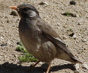 Тодол (Бор тодол)